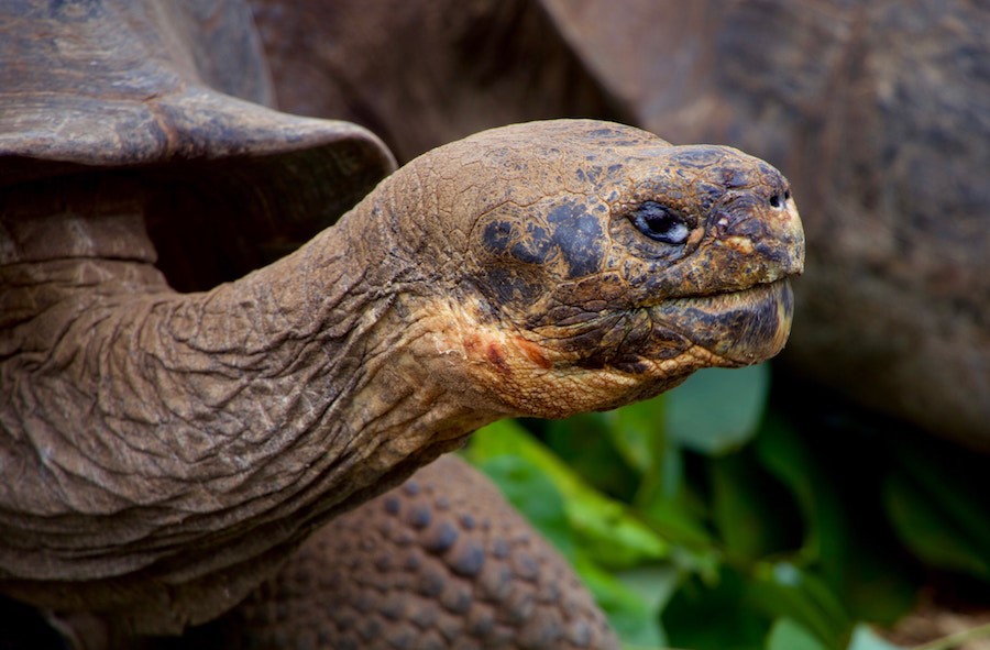 Why travel to the Galapagos Islands?